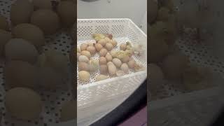 Bresse chicks hatching [upl. by Wettam]