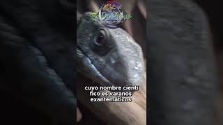 ¡Descubre el Varano de la Sabana wildlife pets animals mascotas vidasalvaje [upl. by Aihsital]