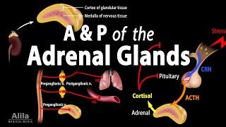 Anatomy and Physiology of the Adrenal Glands Animation [upl. by Ymmac]