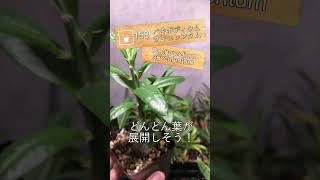 【今日の塊根】パキポディウムサキュレンタム Pachypodium succulentum【実生記録158】 [upl. by Aimil11]