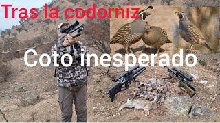 CAZA DE CODORNICES Y CONEJOSQUAIL AND RABBIT HUNTING [upl. by Pincas]