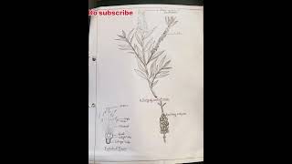 Callistemon practical diagram Callistemon bottlebrush shorts botany gardening farming flowers [upl. by Ikey]