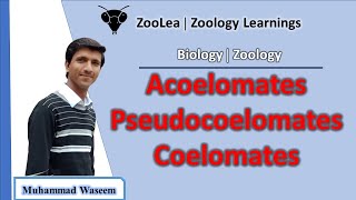 Acoelomates Pseudocoelomates and Coelomates  ZooLea  Lesson 13  Biology Zoology [upl. by Erdman740]