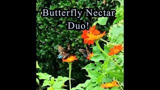 A Pipevine Swallowtail Butterfly Nectar Duo 💕swallowtailbutterfly flowers youtube garden [upl. by Llezom]