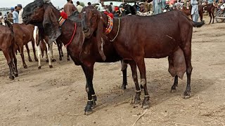 Bakra Mandi Sahiwal ki update betal Bachon wali Bakrian 03124058010 Altaf goat farm [upl. by Varien54]