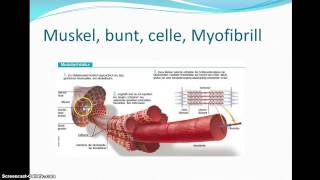 Styrketrening i dybdenoppbygning kontraksjon typer [upl. by Cartwell]