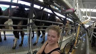 Dairy Farming in New Zealand [upl. by Areikahs]