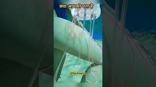 How jellyfish sting jellyfish facts jelly fish shorts shortvideo factsinhindi [upl. by Eitten]