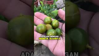 Cara Penjagaan Asas Pokok Buah Limau Secara Organik [upl. by Zina858]