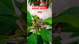 সবেদা ফলের গাছ Manilkara zapota sapodilla sapote chicozapote chicoo naseberry soapapple [upl. by Deenya389]