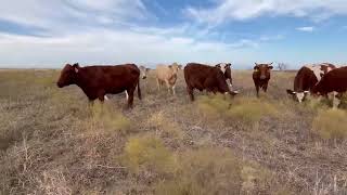 18 head of Red and Yellow crossbred Type Cows 1025  Cattle for sale [upl. by Anahsek]