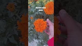 Winter flowering plant shortvideo flower beautifulflowersintheworld terracegarde [upl. by Yasmeen]