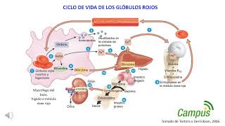 Ciclo de vida de eritrocitos [upl. by Ecinereb172]