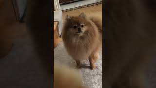 tiny Pomeranian dogs barking adorable sounds funny moments [upl. by Anbul659]