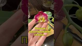 данапротасова orchid orchideenpflege orchideen орхидеи азиатскиеорхидеи орхидеидома [upl. by Aitahs]