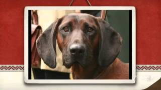 Hanoverian Scenthound Dog breed [upl. by Analart]