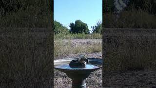 Says phoebe visits birdbath 4 times birding nature birds trailcam wildlife huntingcamera [upl. by Ahsikrats902]