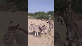 gadhe animals youtuber funny shortsfeed viralvideo [upl. by Nuarb]