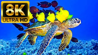 THE OCEAN  8K 60FPS ULTRA HD  With Nature Sounds Colorfully Dynamic [upl. by Soisatsana227]