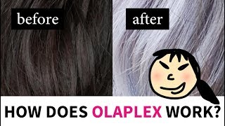 How Does Olaplex Work Lab Muffin Beauty Science [upl. by Ase]