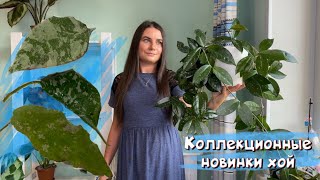 Эксклюзивные новинки хой коллекционные сорта Undulata caudata imbricata [upl. by Aldas]