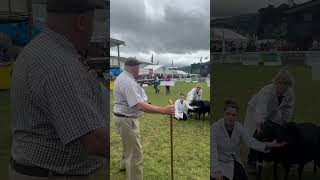 Sheep show animalfarming sheephusbandry livestockfarming youtubeshorts virlvideo [upl. by Anyel564]