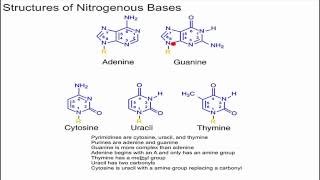 Structure of Nitrogenous Bases [upl. by Storz827]