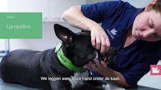 Instructie hoe poets je de tanden van de hond [upl. by Esikram]