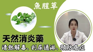 魚腥草的功效和作用【靜說中醫】清熱解毒消癰排膿利尿通淋消炎抗病毒預防癌症 [upl. by Dodwell79]