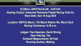 Flyball Spectacular  CAF1181 [upl. by Swirsky27]