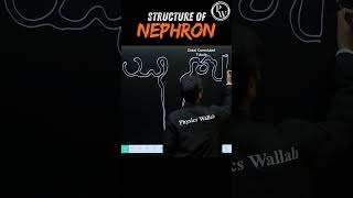 Structure of Nephron Diagram🧠 pwenglish science biology [upl. by Nwaf]