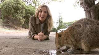 Australia Wide Quokka Craze 2017 [upl. by Aveline]