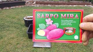 Our First Sarpo Mira Potato Harvest From Containers 10123 [upl. by Wing]