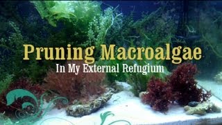 Reef Tank How to Prune Macro Algae in a Refugium [upl. by Pallaten]