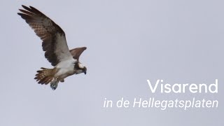 Visarend in de Hellegatsplaten 1226 [upl. by Oizirbaf]