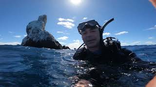 SOCORRO  Revillagigedo Archipelago diving Adventure liveaboard w mantas dolphins and sharks [upl. by Partan908]