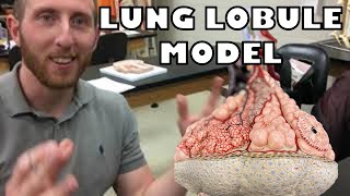 Lung Lobule Model with subtitles  Ohio University  Anatomy amp Physiology [upl. by Pellegrini]