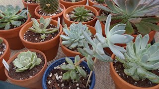 How to fix Etiolated stretched out Succulents🌵Why they start to stretch and become lenky [upl. by Ykcin]