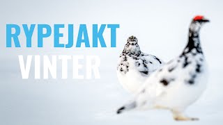 RYPEJAKT VINTER  VLOGG 9 [upl. by Aninay153]