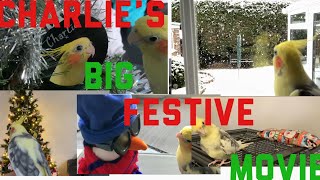 Charlie’s Big Festive Movie 5 Years Of Cockatiel Christmas Highlights [upl. by Akeinahs]