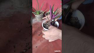 Rhoeo Plant nursery plant gardening ytshorts [upl. by Nyrahtak]