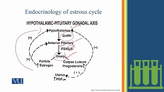 Stages in Estrous Cycle Studies on the Effects  Physiology Practical  ZOO519PLecture08 [upl. by Namielus]