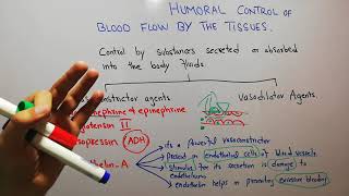 CVS physiology 110What is role of EndothelinA in humoral control of blood as a vasoconstrictor [upl. by Ylirama]