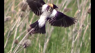 Bobolink In Flight Singing HQ HD [upl. by Hseham718]