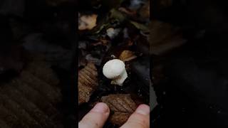 Гриб дощовик Lycoperdon mushroom nature природа wildlife ліс mushroomforest [upl. by Ronen37]