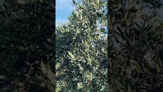 Sicilian olive groves ✅ harvest time ⌛Nocellara del Belice [upl. by Merv581]