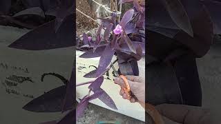 gardening garden vegetables plants gardeningtips organicgardening harvesting yt 🍀🍀💐💐🌹🌹👌 [upl. by Prospero]