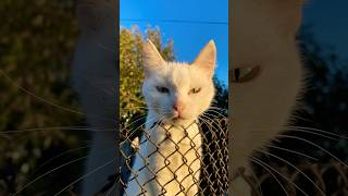 😥😥🥲💔 cat deafcat котик кошки киса cute [upl. by Philippine484]