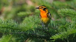 Wisconsin Bird Surveys Brian M Collins [upl. by Celisse189]