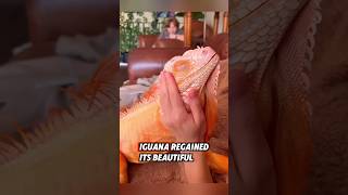 This helpless iguana was lucky to meet a kind man who helped it gain a new life rescue iguana [upl. by Pihc]